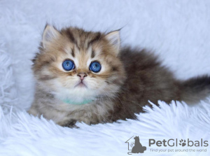 Photo №2 to announcement № 114874 for the sale of persian cat - buy in United States private announcement