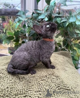 Photo №1. devon rex - for sale in the city of Estringen | 329$ | Announcement № 147337