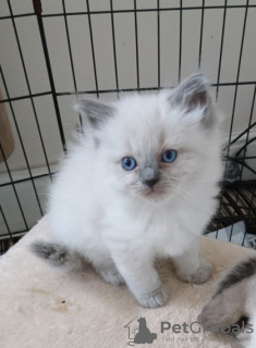 Photo №1. ragdoll - for sale in the city of Довилаи | negotiated | Announcement № 32283