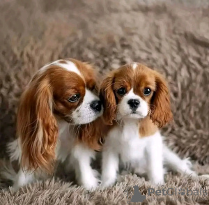 Photo №1. cavalier king charles spaniel - for sale in the city of Helsinki | 370$ | Announcement № 117312