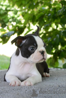 Photo №2 to announcement № 69212 for the sale of boston terrier - buy in Serbia breeder