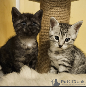 Photo №4. I will sell egyptian mau in the city of Berlin. private announcement, breeder - price - negotiated