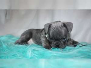 Photo №2 to announcement № 844 for the sale of french bulldog - buy in Germany private announcement, from nursery, breeder