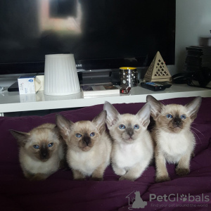 Photo №1. siamese cat - for sale in the city of Regensburg | negotiated | Announcement № 32658