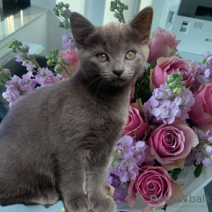 Photo №2 to announcement № 52176 for the sale of british shorthair - buy in Germany private announcement