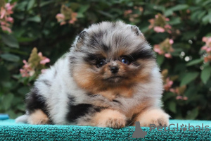 Photo №4. I will sell non-pedigree dogs in the city of Ларошетт. breeder - price - 634$