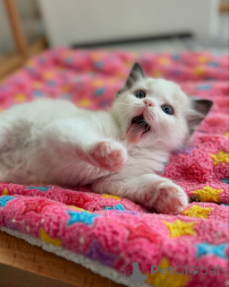Photo №3. Playful Ragdoll Kittens Raised with Love and Care. Germany