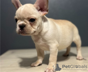 Photo №2 to announcement № 50399 for the sale of french bulldog - buy in Australia private announcement