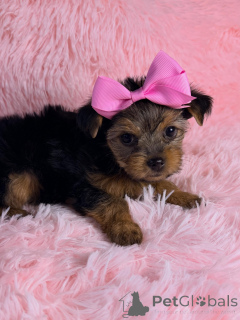 Photo №2 to announcement № 169423 for the sale of yorkshire terrier - buy in France breeder