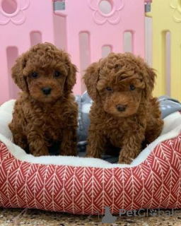 Photo №1. non-pedigree dogs - for sale in the city of Vienna | negotiated | Announcement № 169006