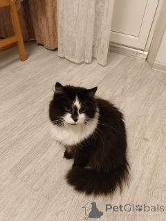 Photo №4. I will sell  in the city of Moskova. private announcement - price - Is free