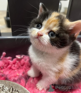 Photo №3. Munchkin kittens ready for their new homes. Latvia