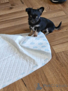 Photo №3. Chihuahua puppy. United States