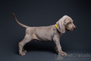 Photo №2 to announcement № 111801 for the sale of weimaraner - buy in Russian Federation from nursery, breeder