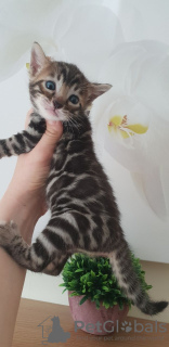 Photo №4. I will sell bengal cat in the city of Berlin. breeder - price - 370$