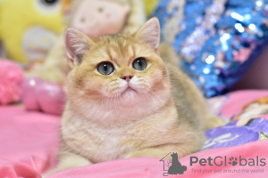 Photo №1. british shorthair - for sale in the city of Dnipro | 800$ | Announcement № 36925