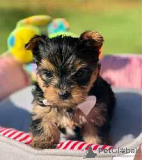 Photo №3. yorkie puppies available. Canada
