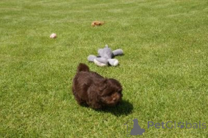 Photo №1. bolonka - for sale in the city of Schwerzenbach | negotiated | Announcement № 162990