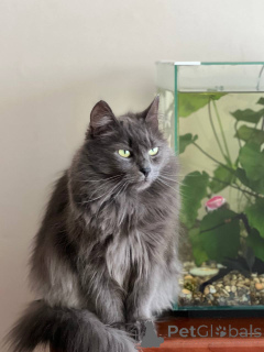 Photo №4. I will sell  in the city of Minsk. private announcement - price - Is free