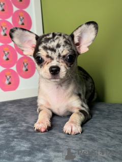 Photo №1. chihuahua - for sale in the city of Helsinki | 516$ | Announcement № 164041