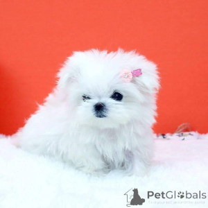 Photo №1.  - for sale in the city of Boleslavets | negotiated | Announcement № 162191