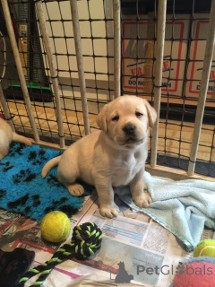 Photo №2 to announcement № 161288 for the sale of golden retriever, labrador retriever - buy in Germany breeder