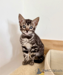Photo №1. bengal cat - for sale in the city of Baierbrunn | 329$ | Announcement № 152922
