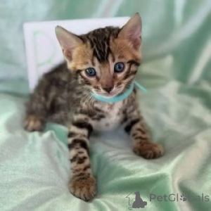 Photo №1. bengal cat - for sale in the city of Wégifa | Is free | Announcement № 154165