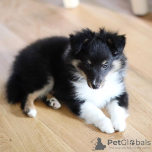 Photo №2 to announcement № 11136 for the sale of shetland sheepdog - buy in Germany private announcement