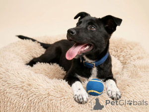 Photo №2 to announcement № 166395 for the sale of non-pedigree dogs - buy in Russian Federation private announcement