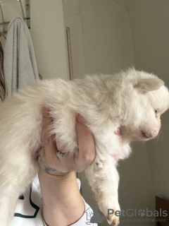 Photo №4. I will sell pomeranian in the city of Texas City.  - price - 2642$
