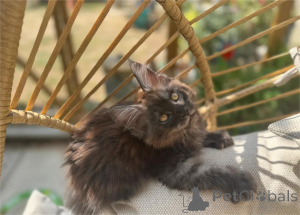 Photo №1. maine coon - for sale in the city of Dramscell | 329$ | Announcement № 153576