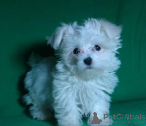 Additional photos: Puppy of the Maltese. Show class.