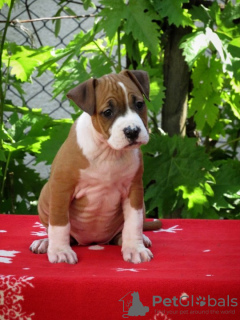 Photo №3. American Staffordshire Terrier, puppies. Serbia