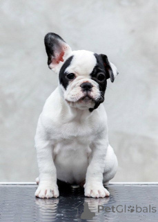 Photo №3. Top Quality French Bulldogs Reservations are underway!. Serbia