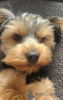 Photo №1. yorkshire terrier - for sale in the city of Benfica | 847$ | Announcement № 146026
