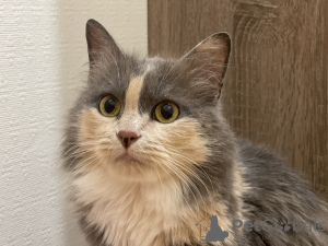 Additional photos: Tricolor cat Luna is looking for a family!