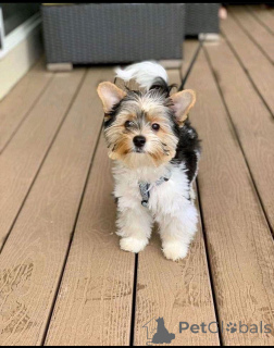 Photo №3. 12-week-old Yorkie puppies for sale Perfect age. Italy