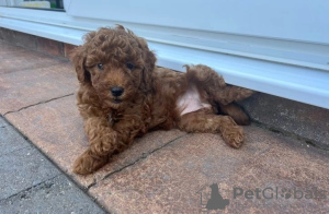 Photo №3. Gorgeous Miniature Goldendoodle Puppy - Girl . United States