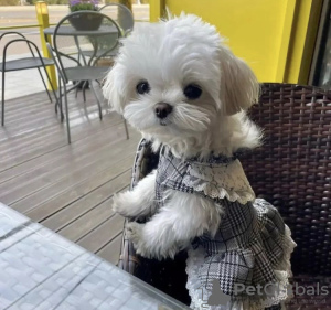 Photo №4. I will sell maltese dog in the city of Paderborn. breeder - price - 528$