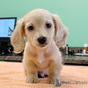 Photo №2 to announcement № 135757 for the sale of dachshund - buy in United States breeder