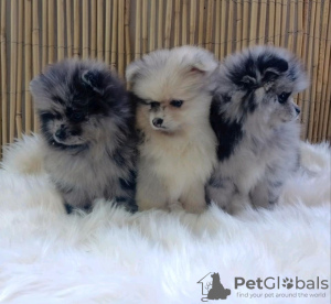 Photo №1. pomeranian - for sale in the city of Doha | negotiated | Announcement № 38566