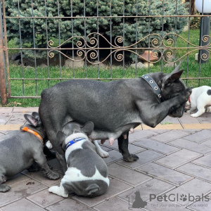 Photo №1. french bulldog - for sale in the city of Nottingham | 554$ | Announcement № 10960