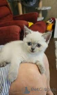 Photo №2 to announcement № 161075 for the sale of scottish straight - buy in Finland private announcement, breeder