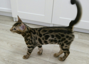 Photo №1. bengal cat - for sale in the city of Yekaterinburg | 712$ | Announcement № 1414