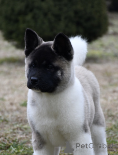 Photo №1. american akita - for sale in the city of Leskovac | negotiated | Announcement № 135425