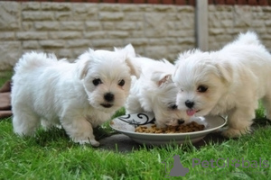 Photo №1. maltese dog - for sale in the city of Berlin | negotiated | Announcement № 115855