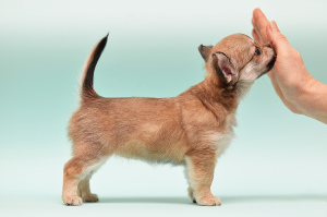 Photo №2 to announcement № 5600 for the sale of chihuahua - buy in Ukraine breeder