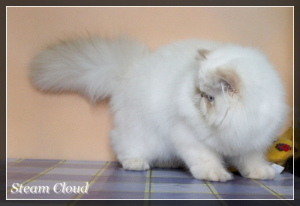 Photo №4. I will sell persian cat in the city of Харьков. from nursery - price - 800$