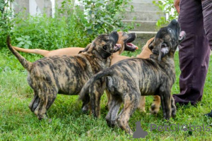 Additional photos: Dogo Canario - Presa Canario puppies